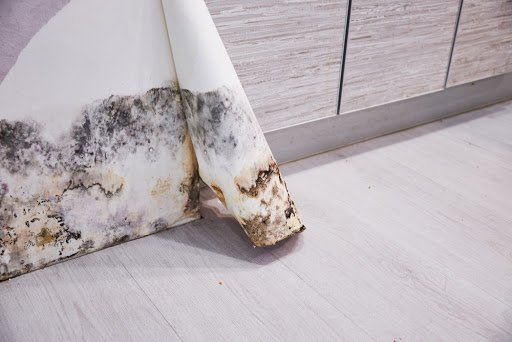 How to Check for Hidden Mold