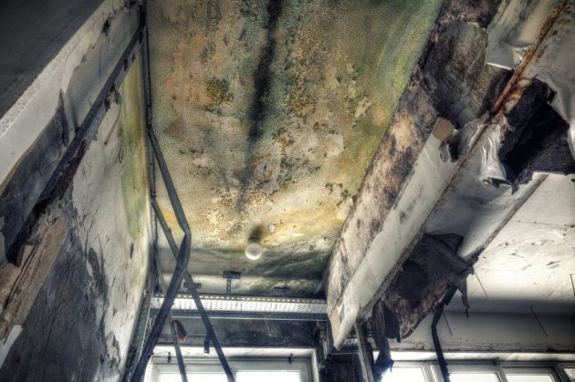 Dealing with Mold Growth in Oahu, HI